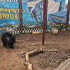 Медвежонок, спасенный из дикой среды, находится на реабилитации в Румынии