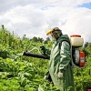 Валентин Шатравко: В Минске усилят борьбу с инвазивными растениями