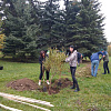 В День озеленения комитетом проведены две акции по посадке деревьев