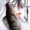 Запрет на любительский лов рыбы наступает с 1 апреля