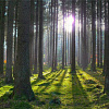 Запреты на посещение лесов сняты на территории всей Беларуси