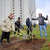 С начала весеннего месячника по благоустройству в Минске высадили свыше 4,5 тыс. деревьев