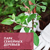 Первые семейные деревья появятся в Заводском районе г.Минска 23 марта 