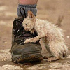 16 августа - День защиты бездомных животных
