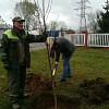 Экологи высадили деревья на улице Плеханова
