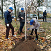 Сотрудники комитета посадили деревья в Советском районе