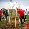 За последние две недели в столице высадили свыше 2 тыс. деревьев и около 11 тыс. кустарников