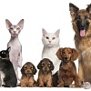 Подписан закон «Об ответственном обращении с животными»