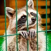7 апреля на телеканале "СТВ" темой передачи "Большой город" станет ответственное обращение с животными 
