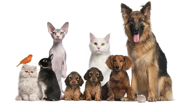 Подписан закон «Об ответственном обращении с животными»