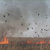 Dry vegetation burning on the territory of the Republic of Belarus is PROHIBITED!